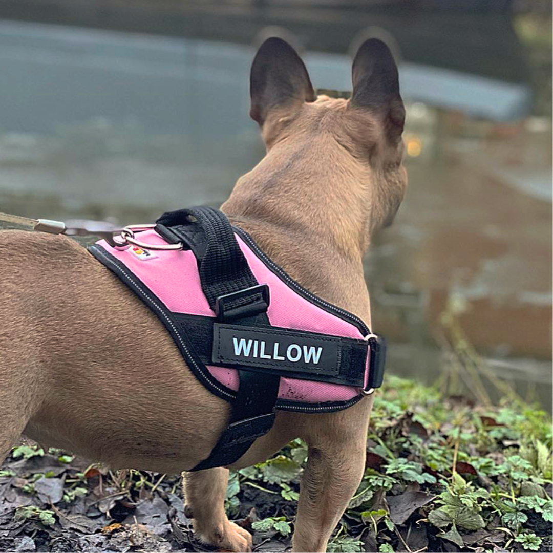 Personalised No Pull Dog Harness