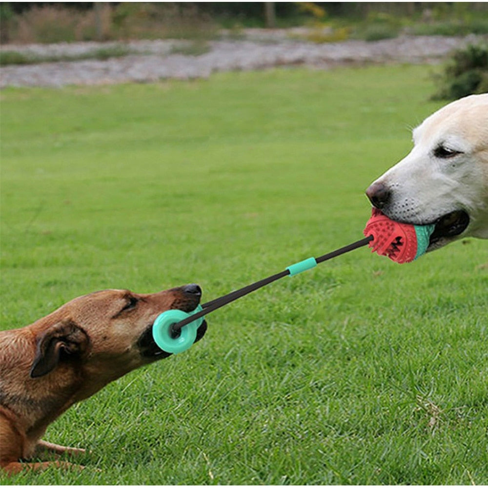 Molar Convex Dog Chew Toy for Effective Training and Tooth Cleaning