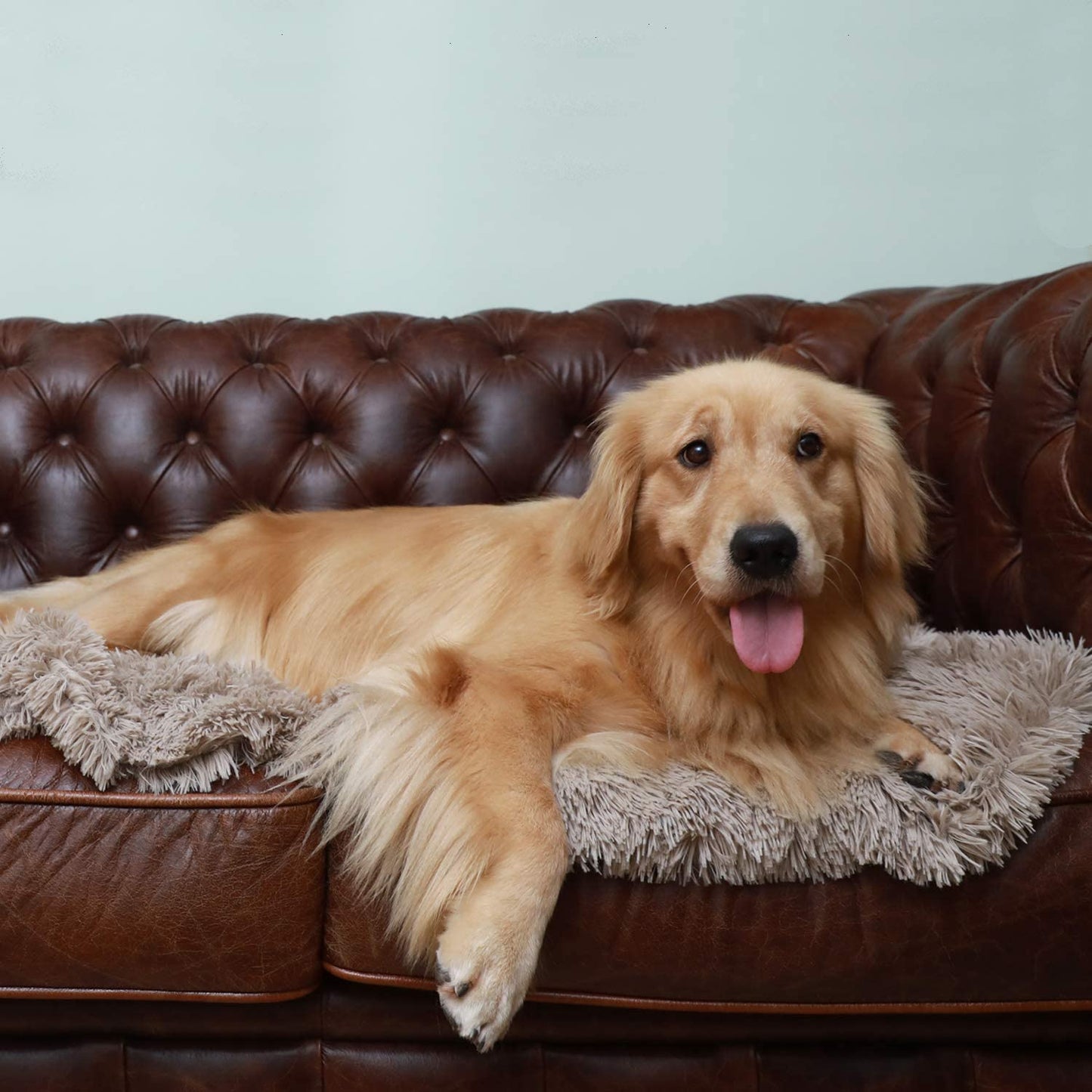 Cosy Calming Dog Blanket - Waggy Tails